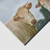 農業動物タン牛の写真 薄葉紙 (詳細)