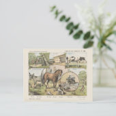 農業動物ヴィンテージオランダ作品 ポストカード (スタンド正面)