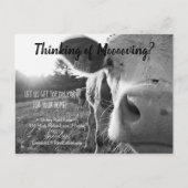 農業牛の紹介実在マーケティング ポストカード (正面)