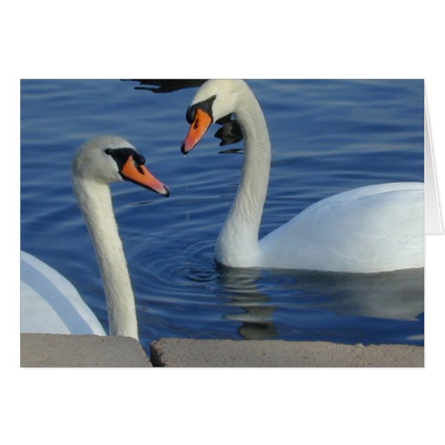 近い白鳥カード (正面横)