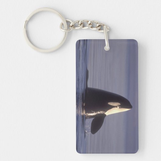 近くでスパイホップするシャチ(Orcinus orca) キーホルダー (正面)