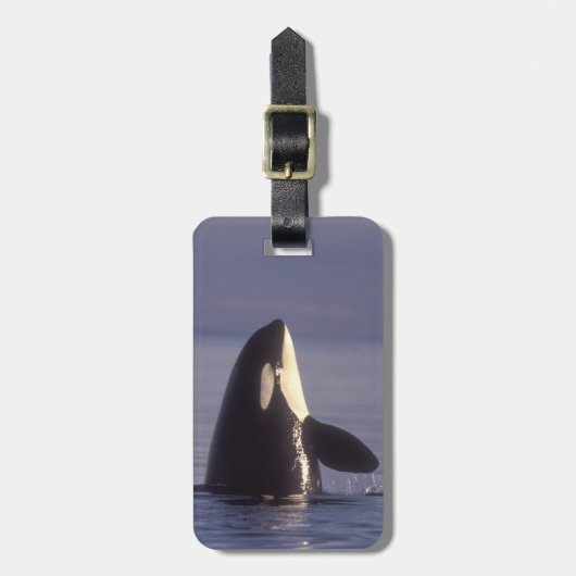 近くでスパイホップするシャチ(Orcinus orca) ラゲッジタグ (正面縦)