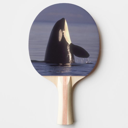 近くでスパイホップするシャチ(Orcinus orca) 卓球ラケット (正面)