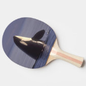 近くでスパイホップするシャチ(Orcinus orca) 卓球ラケット (横)