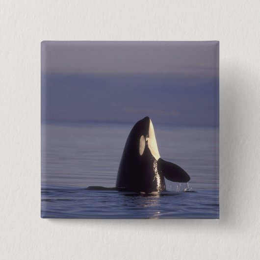 近くでスパイホップするシャチ(Orcinus orca) 缶バッジ (正面)