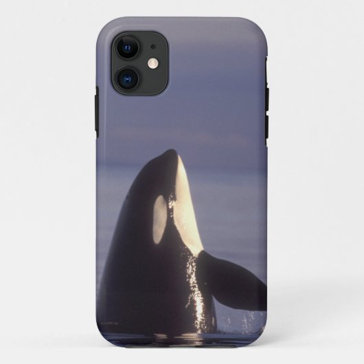 近くでスパイホップするシャチ（Orcinus orca） Case-Mate iPhoneケース (裏面)