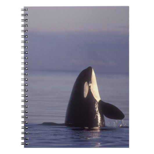 近くでホップするシャチ (Orcinus orca) ノートブック (正面)