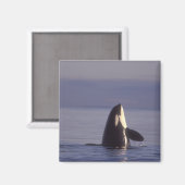 近くで海面から顔を出すシャチ（シャチ orcinus） マグネット (正面/裏面)