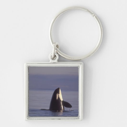 近くで海面から顔を出すシャチ（Orcinus orca） キーホルダー (正面)