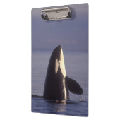 近くで跳ねるシャチ (Orcinus orca) クリップボード (左)