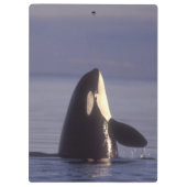 近くで跳ねるシャチ (Orcinus orca) クリップボード (裏面)