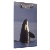 近くで跳ねるシャチ (Orcinus orca) クリップボード (右)