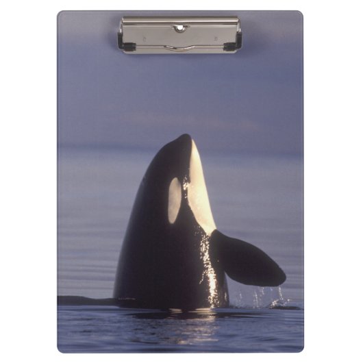 近くで跳ねるシャチ (Orcinus orca) クリップボード (正面)