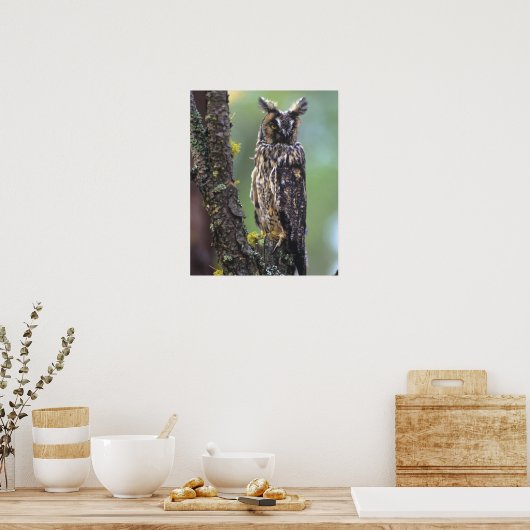 近くの木の枝に止まった長い耳のフクロウ ポスター (キッチン)