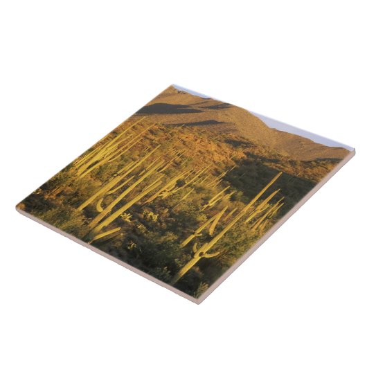 近くの相模良国立公園にあるサグアーロのサボテン タイル (側面)