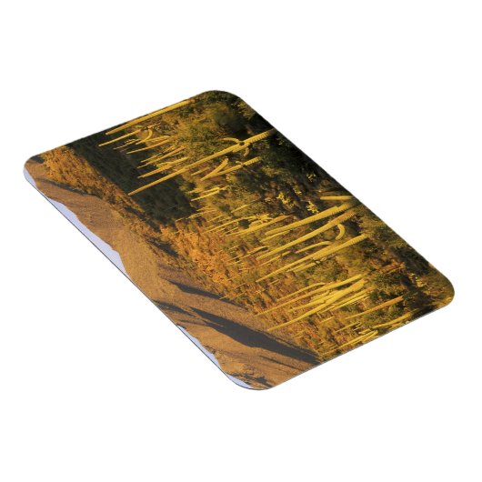 近くの相模良国立公園にあるサグアーロのサボテン マグネット (右側)