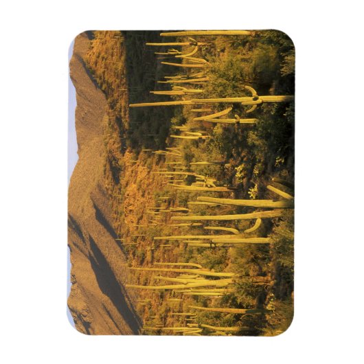 近くの相模良国立公園にあるサグアーロのサボテン マグネット (縦)