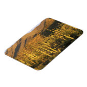 近くの相模良国立公園にあるサグアーロのサボテン マグネット (左側)