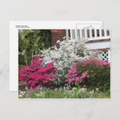 近所のツツツジ ポストカード (正面/裏面)