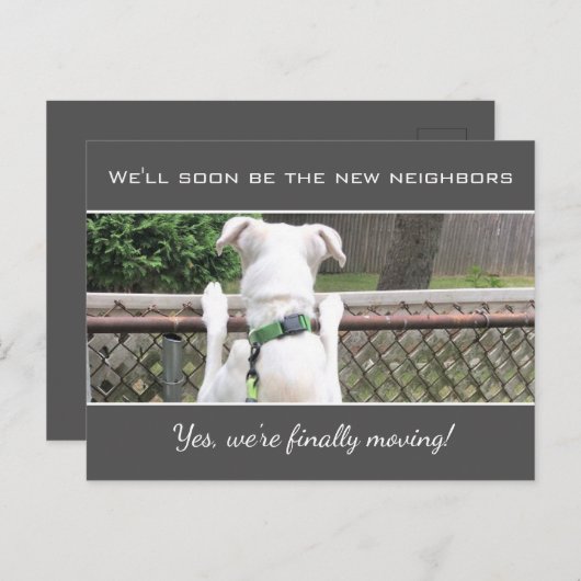 近所の人を探すかわいい放浪白い子犬アン 案内ポストカード (正面/裏面)