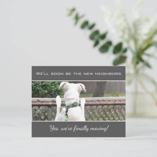 近所の人を探すかわいい放浪白い子犬アン 案内ポストカード (スタンド正面)