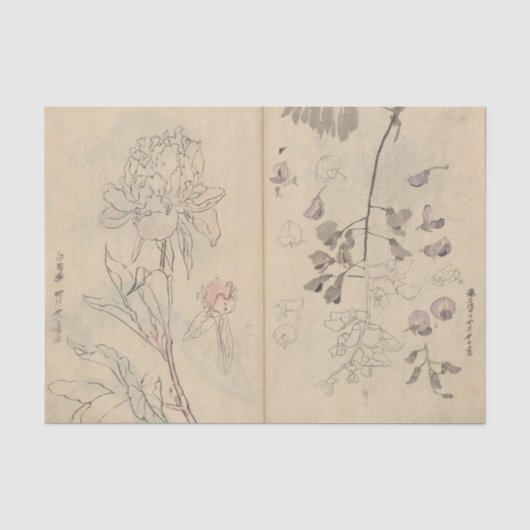 近藤有義によるスケッチブック Pl. 110 薄葉紙 (正面)