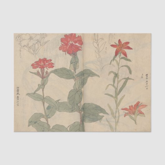近藤有義によるスケッチブック Pl. 111 薄葉紙 (正面)