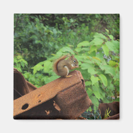 迷彩柄のリス マグネット