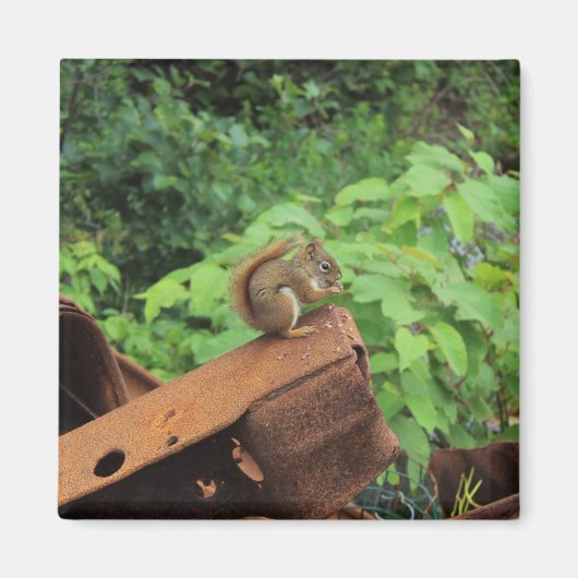 迷彩柄のリス マグネット (正面)