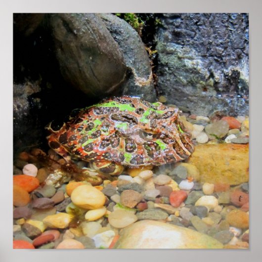 迷彩柄カエル ポスター (正面)