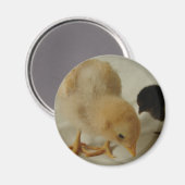 追い詰め マグネット (正面/裏面)