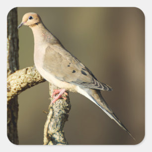 追悼の鳩シール スクエアシール