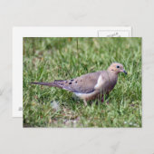 追悼ハト写真はがき ポストカード (正面/裏面)