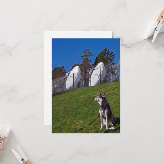 追跡犬 カード (正面/裏面インサイチュ)