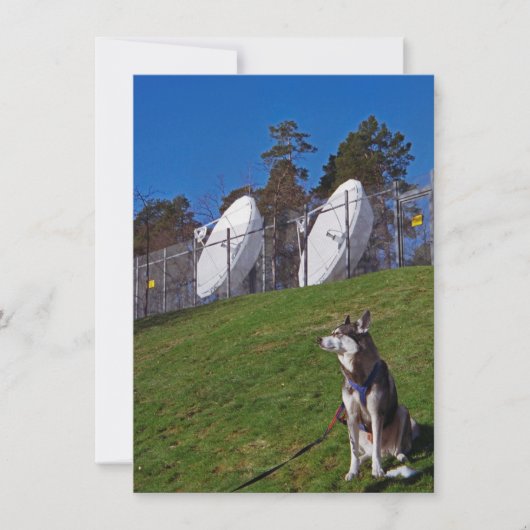 追跡犬 カード (正面)