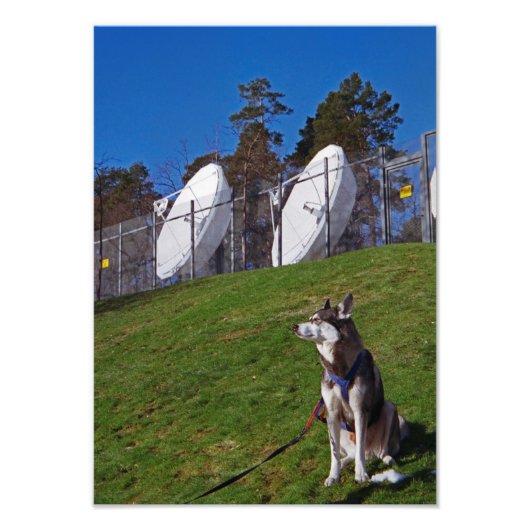 追跡犬 フォトプリント            (正面)