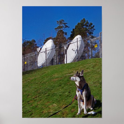 追跡犬 ポスター (正面)