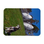 追跡犬 マグネット (横)