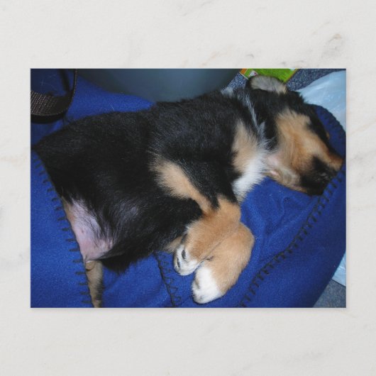 退屈な眠い子犬 ポストカード (正面)
