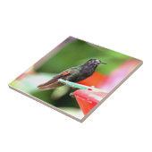 送り装置の熱帯ハチドリ タイル (側面)