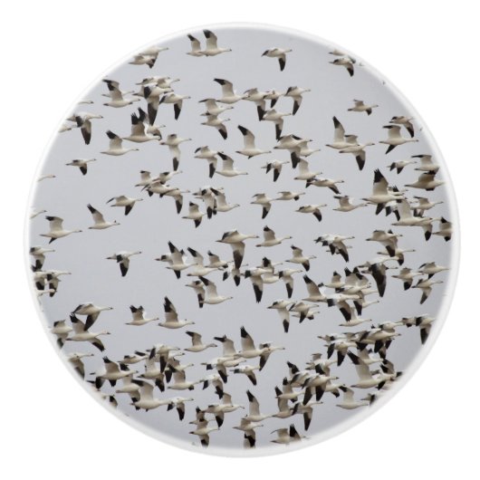 逃走中のガチョウの群れ セラミックノブ (正面)