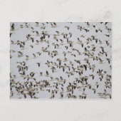 逃走中のガチョウの群れ ポストカード (正面)