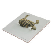 逆さまカメ貝でバランスをとります タイル (側面)