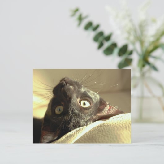 逆さま猫！ ポストカード (スタンド正面)