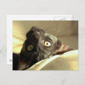 逆さま猫！ ポストカード (正面/裏面)