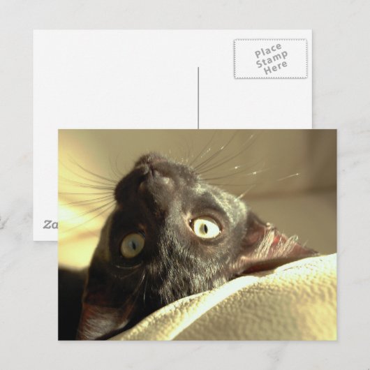 逆さま猫！ ポストカード (正面/裏面)