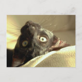 逆さま猫！ ポストカード (正面)