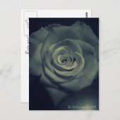 逆バラ ポストカード (正面/裏面)