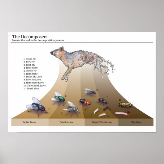 逆Deposersプリント ポスター (正面)