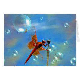 透明で赤いトンボ